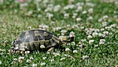 Young angulate tortoise feeding