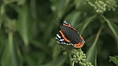 Red admiral butterfly on ivy