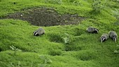 Badgers by their sett