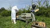 Beekeeper and hive