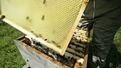 Beekeeper holding honeycomb