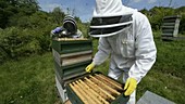 Beekeepers and hive