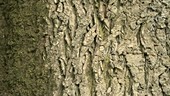 Oak tree bark