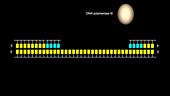 DNA synthesis of lagging strand, animation