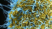 Ebola virus budding from cell, SEM