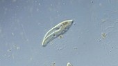 Paramecium caudatum ciliate