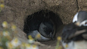 Young puffin in its nest