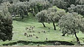 Gelada baboons