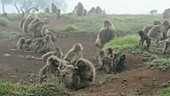 Gelada baboons playing