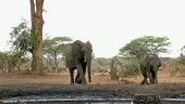 Elephant mother and young