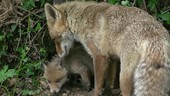 Fox mother and cub