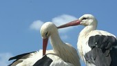 White storks grooming