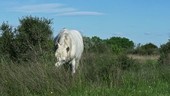 Carmargue horse