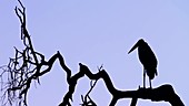 Marabou stork silhouette