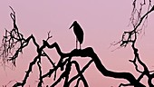 Marabou stork silhouette