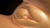 Foetal female sex organs, 3D animation