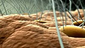 Nasal epithelium, 3D animation