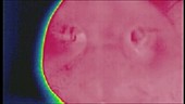 Pig's snout, thermogram footage