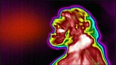 Chimpanzee hooting, thermogram footage