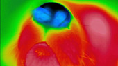 Thermogram of a dog nose