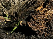 Sycamore seedlings, timelapse