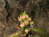 Pear buds opening, timelapse