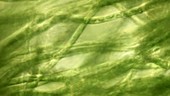 Rio Tinto algae, light microscopy
