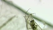 Caddis fly larva, light microscopy