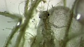 Insect larva feeding, light microscopy