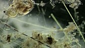 Daphnia crustacean, light microscopy
