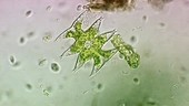 Algae, light microscopy