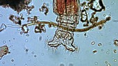 Rotifer, light microscopy