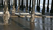 Barnacles encrusted on pier