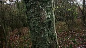 Moss covered tree in Appalachians