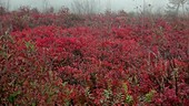 Mountain fog in Appalachians