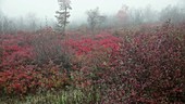 Mountain fog in Appalachians