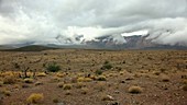 Mojave desert after rain