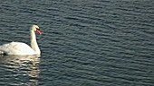 Mute swans in winter