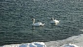 Mute swans in winter