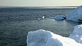 Lake Ontario in winter