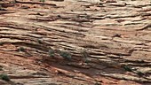 Sandstone formations, Zion National Park