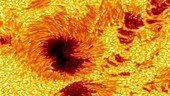Sunspot activity