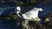 Seals resting on rocks