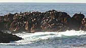 Sea lions bask on rocks