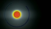 Cell life cycle, animation