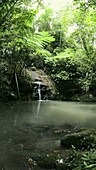 Small rainforest lake