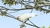 Cockatoo on branch