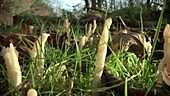 Wrinkled club fungus