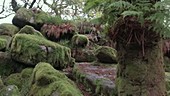 Tree trunk with ferns