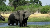 African elephants bathing